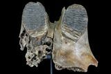 Juvenile Woolly Mammoth Jaw Section - North Sea #111757-2